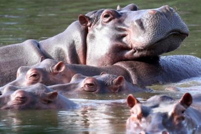 Kolombiya'da Pablo Escobar'ın su aygırları için öldürme kararı