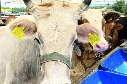 Kurbanlıkların İstanbul'a girişi 11 Mayıs’ta