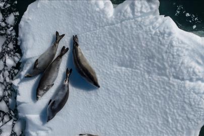 Küresel ısınma Antarktika türlerini kritik eşiğe taşıyor