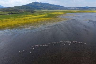 Marmara Gölü yıllar sonra yeniden göçmen kuşları ağırlıyor