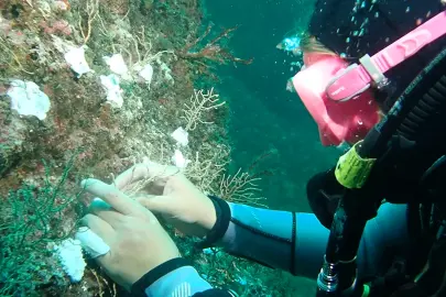 Marmara’da mercan seferberliği! Hasarlı resifler yeniden canlanacak