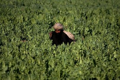 Pakistan polisi haşhaş tarlalarını imha etti