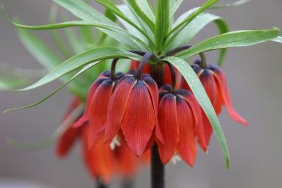 Siirt’te karlar eriyince ortaya çıktı: Ters laleler çiçek açtı