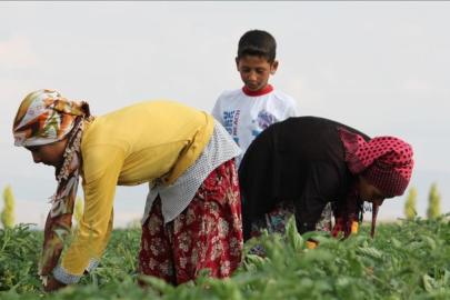 Tarihi eser gibi korunacak: Tarım arazilerine SİT önerisi