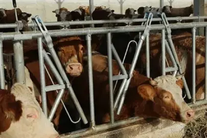 Tarım Kredi’den et fiyatlarını düşürecek hamle: Trakya’ya 4 milyarlık dev tesis kurulacak