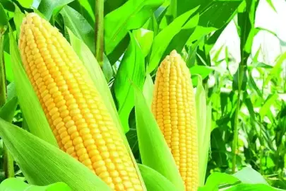 TÜRİB’de işlem hacmi 30,7 milyar TL’ye ulaştı