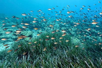 Türkiye sularında 39 tür tehdit altında