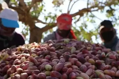 Türkiye'den yılın ilk çeyreğinde 32,8 milyon dolarlık fıstık ihracatı