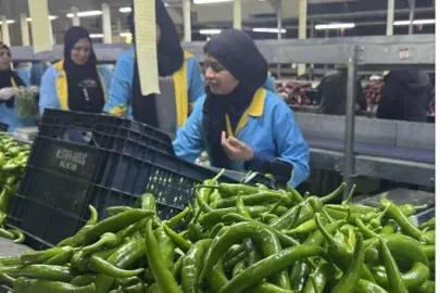 Türkiye'nin biber ihracatının yüzde 74'ü Batı Akdeniz'den