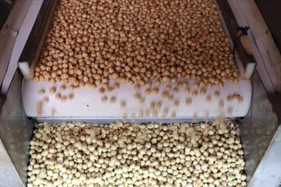 Türkiye'ye, fındık ihracatından 7 ayda 1,4 doları aşkın gelir