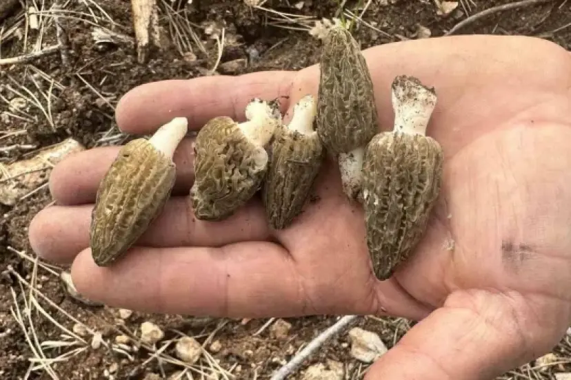 Yanan ormanlık alan gelir kapısı oldu: Değeri altınla yarışıyor