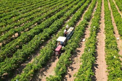 Yeni Çiftçilere yaklaşık 17,4 milyar lira tarımsal destekleme ödemesi bugün yapılacak Başlığı