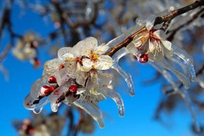 Zirai don alarmı: Üreticilere kritik uyarı