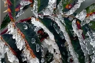 Zirai dona karşı tedarik zinciri hamlesi: Risklere karşı yeni yol haritası