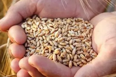 4 ayda 3,9 milyar dolarlık hububat ihracatı yapıldı