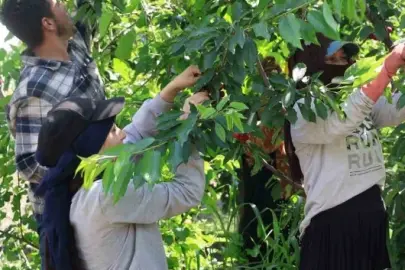 Adana’nın Avrupa'ya açılan kapısı İspanyol kirazı: Kilosu 4 euro