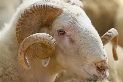 Bayramda yaklaşık 3,3 milyon kurbanlık kesilmesi bekleniyor