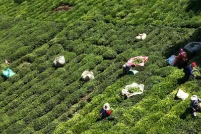 Karadeniz'de çay toplama ücretleri bellirlendi: Kilogram başına 10 lira günlük yevmiye 3 bin lira