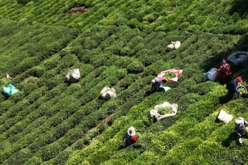 Karadeniz'de çay toplama ücretleri bellirlendi: Kilogram başına 10 lira günlük yevmiye 3 bin lira