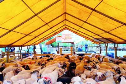 Kurbanlıkların yüzde 70'i satıldı