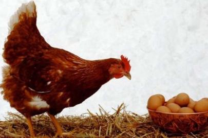 Martta tavuk yumurtası üretimi yüzde 17,6 arttı