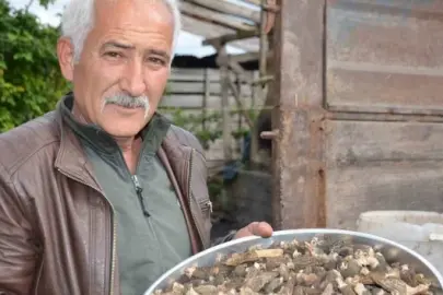 Yanan arazide bereketli mesai: Köylülerin geçim kaynağı oldu! Fiyatı gram altında yarışıyor