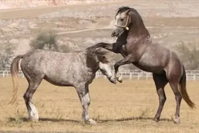 61 safkan Arap koşu tayı açık artırmayla satışa çıkıyor