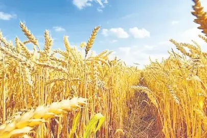 Buğday üretimini ikiye katladılar