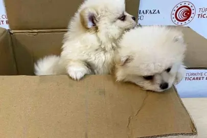 Kapıkule'de kaçak hayvan ticareti engellendi: Pomeranianlara el konuldu