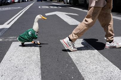 Ördek Merlin: Dünya Kupası'nda viral maskot oldu