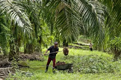 Palm yağı fiyatlarında sert düşüş: Petrol ve soya yağı baskısı etkili oldu