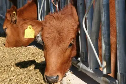 Sığır küpelerinde karekod dönemi