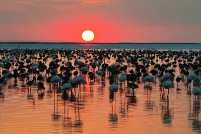 Bakan Kurum'dan Tuz Gölü paylaşımı: Son 5 yılın en yüksek yavru flamingo sayısına ulaştık