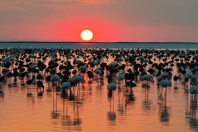 Bakan Kurum'dan Tuz Gölü paylaşımı: Son 5 yılın en yüksek yavru flamingo sayısına ulaştık