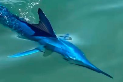 Bodrum açıklarında nadir görülen mavi marlin görüntülendi