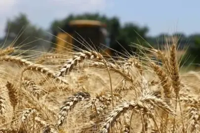 Buğday fiyatları 2 yılın zirvesinde! Kile başına 7.08 dolara yükseldi