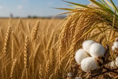 Buğday, pirinç ve pamuk sert yükseldi! Uzman isim El Nino'ya dikkat çekti