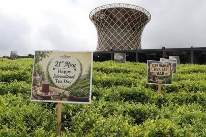 ÇAYKUR birinci sürgünde 259 bin ton yaş çay aldı