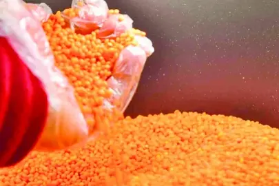 Kuraklık sonrası güçlü toparlanma