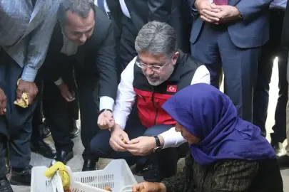 Malatya'da kayısı hasadı başladı! Bakan Yumaklı'dan TARSİM çağrısı