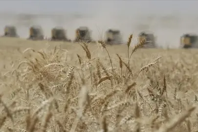 Rusya tahıl ihracatında Azak Denizi'ne alternatif arıyor