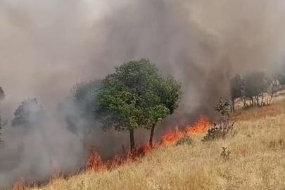 Siirt'te örtü yangını: 60 dönümlük alan zarar gördü