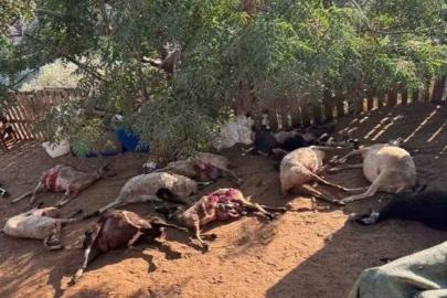Siyonist yerleşimciler Nablus'ta Filistinlilerin hayvanlarını zehirledi
