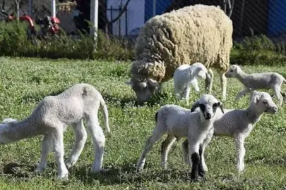 TİGEM 1700 erkek kuzuyu satışa çıkarıyor! İhale tarihi belli oldu