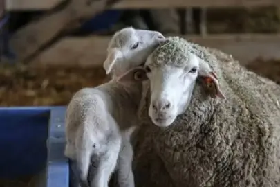 TİGEM 60 ton merinos yapağını satışa çıkarıyor! İhale tarihi belli oldu