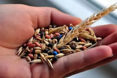 TİGEM'den yerel tohum hamlesi! 50 ata tohumu üreticiyle buluştu