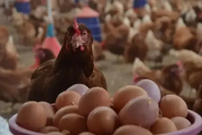 TÜİK açıkladı: Yumurta üretimi Mayıs'ta arttı!
