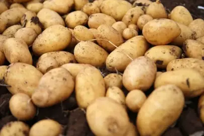 Avrupa'nın ortasında patates krizi
