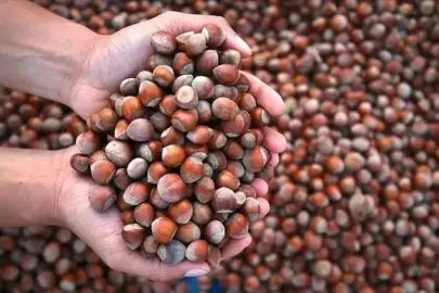 Fındık ekonomiye 2,4 milyar dolar kazandırdı! 11 aylık ihracat verileri açıklandı