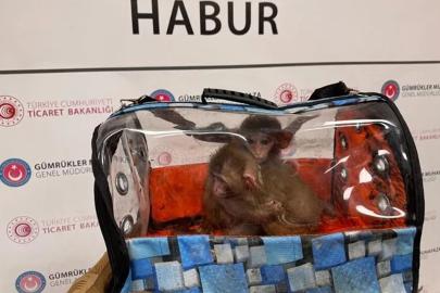 Gümrük Muhafaza ekipleri 58 bin 519 canlı hayvanı kaçakçılardan kurtardı